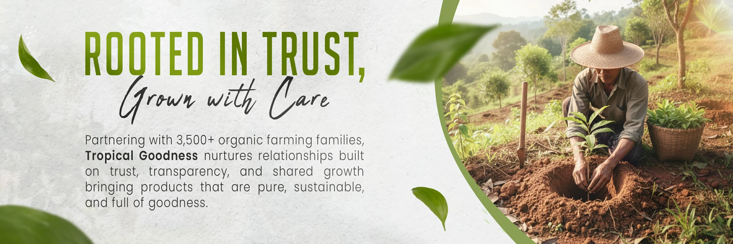 Tropical-Goodness-Organic-Products-Root